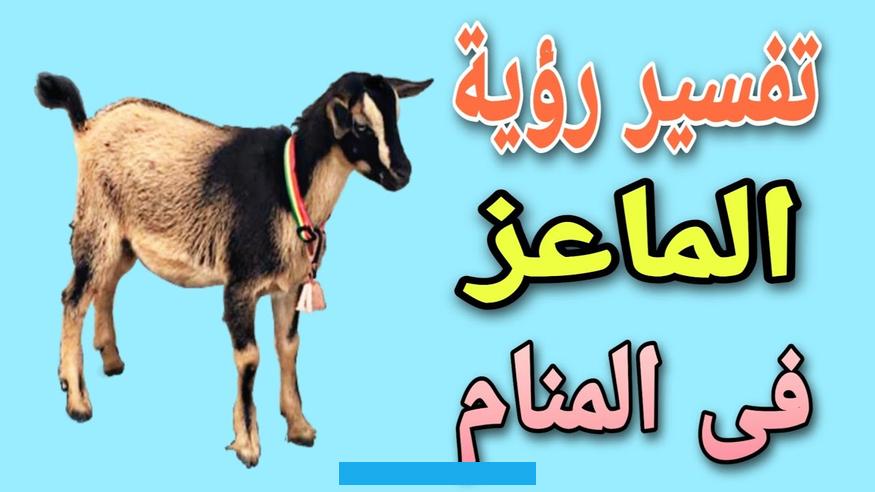 والماعز هي الحيوانات التي تتغذى على البرسيم