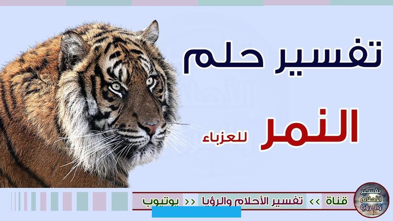 وفي بعض التفسيرات يُرمز النمر الأبيض إلى تحولات إيجابية في الحياة تجلب معها الفرح بعد الغم.تأويلات أخرى لرؤية النمر. فظهور النمر في العمل مثلاً ينذر بمشاكل مهنية. مقدمة عن النمر في المنامرؤية النمر في المنام هي من الرؤى التي تسبب قلق وفزع وخوف شديد لكثير من الأشخاص في حياتهم. حيث أن النمر يعد من افرس وأشرس وأقوى الحيوانات في الحياة الواقعية.