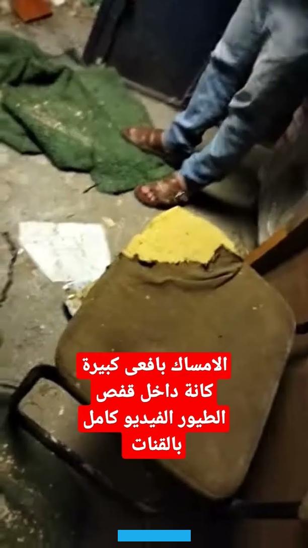 الأفعى في المنام دلالة على النصر على الأعداء والنجاة منهم.رؤية أخذ جلد الأفعى الميتة أو لحمها أو دمها يرمز للخير ويدل. على المال والرزق الوفير في حياة الرائي.رؤية قتل الأفعى على السرير دلالة على موت الزوجة. أما قتلها على السرير وأخذ جلدها ولحمها دل هذا على ميراث من طرف الزوجة.رؤية قتل الأفعى دلالة على العيش بسلام وأمان على.