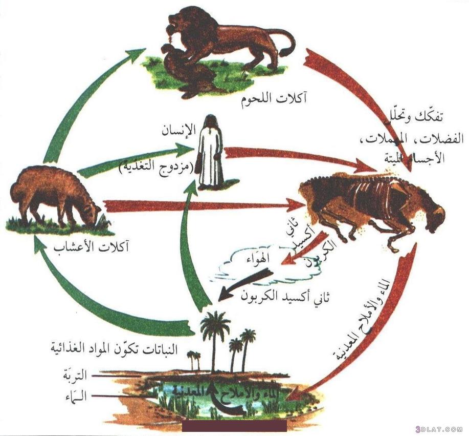 ومن الكائنات الحيّة التي تنتج غذاءها بهذه الطّريقة. نوع من البكتيريا التي تعيش في البراكين.المستهلكاتتُعرف المُستهلكات (بالإنجليزية: Consumers) على أنّها كائنات حيّة تستمد. الطاقة والاحتياجات الغذائية على غيرها من الكائنات الحيّة.