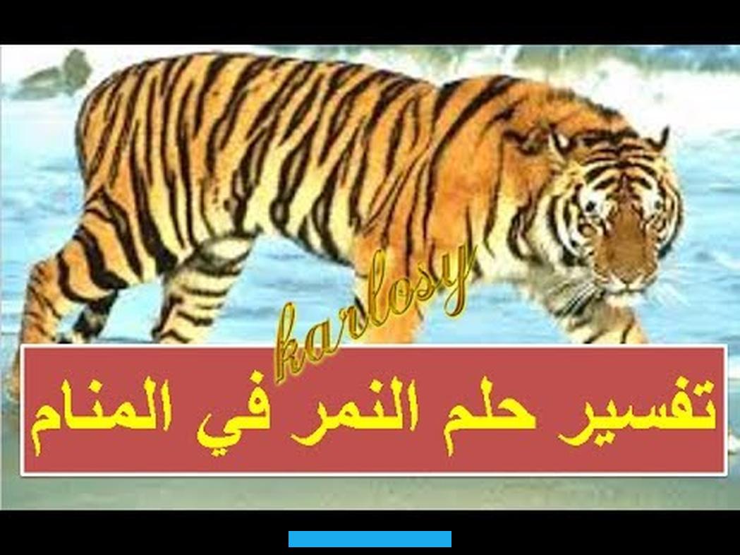 لحم النمر ففي ذلك دلالة على قدوم المال الوفير والرزق الكثير في النمر بالمنام للعزباءفي حال رأت الفتاة العزباء نمرًا في. فقد يشير ذلك إلى التقائها بشخص يتسم بالقوة وحدة الطباع. أما إذا شاهدت أنها تفر من النمر. فيُعتبر ذلك إشارة إيجابية تنبئ بتجاوزها للمحن والظلم.رؤية العزباء اللعب مع النمر في الحلم اقتحامها لمواقف خطرة أو.