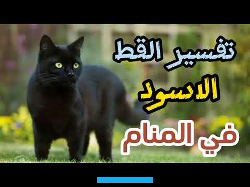 حياتها مع زوجها وأن حياتها مستقرة وخالية من المشاكل بفضل الله.تعتبر رؤية الحامل القطة البيضاء في المنام دليل على أن الله. سوف يرزقها بولد صالح وسوف يكون له شأن عالي في المستقبل.إذا رأت الحامل القطط ذات الألوان الكثيرة في المنام فهذا يدل على.