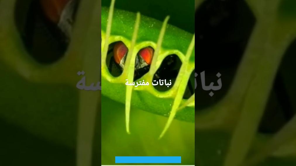وقد تستغرق شهورًا للحصول على فريسة أخرى.[٢]حامول الماءنبات حامول الماء واسمه العلمي (Utricularia) والبعض يُطلق عليه. يوجد من هذا النبات ما يقارب 220 نوعًا منتشرًا في مختلف أنحاء العالم. وهو نبات يحتوي على أكياس صغيرة الحجم مجوفة. مهمتها التقاط الحشرات وهضمها.