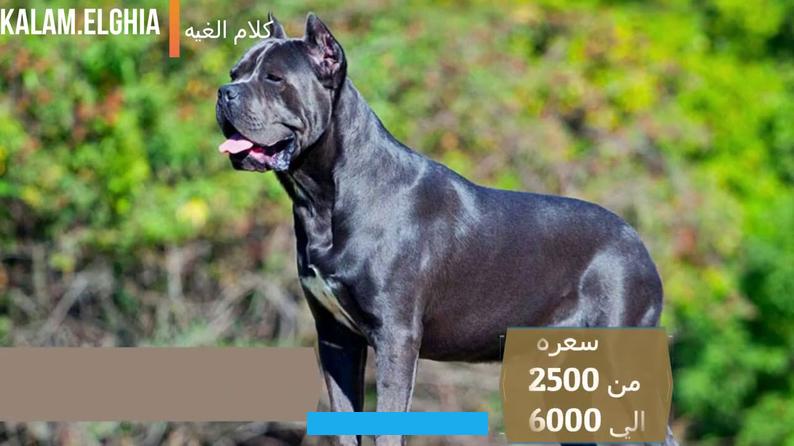 ومنها أيضًا ما هو تكميلي ترفيهي