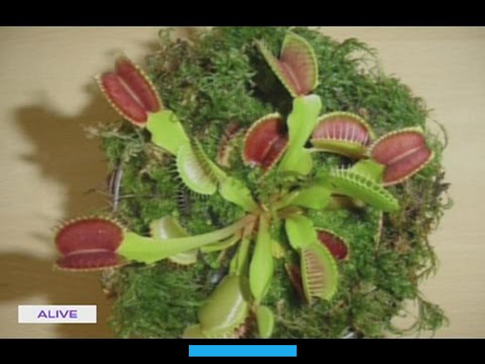 النباتات المفترسة البارزةتُعرف النباتات المفترسة (بالإنجليزية: Carnivorous plants) أيضًا باسم النباتات آكلة اللحوم أو. تتميز هذه النباتات بقدرتها على التغذي على مجموعة متنوعة من الحشرات والحيوانات الصغيرة من خلال الفخاخ التي تبتكرها.