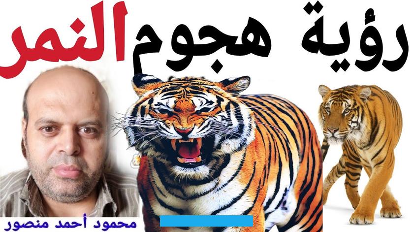 على وصول أرباح أو غنائم غير متوقعة وقد تكون نتيجة فرصة مميزة أو مشروع مزدهر يفتح له أبواب نجاح سريعة ومتلاحقة.لكن في حال. هجم عليه النمر وألحق به الضرر فقد يواجه الرائي موقفًا عصيبًا في حياته الواقعية ربما إخفاق أو معاناة في أمر مهم خاصةً إذا.
