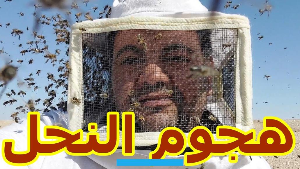 رؤية هجوم النحل في الحلم للبنت العزباء للمرأه المتزوجه للحامل للمطلقه للرجل لسعة النحل يطاردني الهروب من النحل يلسع. نحله قرصتني قتل النحله تلاحقني. وغيرها من الرؤى التي فسرها محمد ابن سيرين. أحد أشهر مفسري الأحلام العرب.هجوم النحل في المنام.