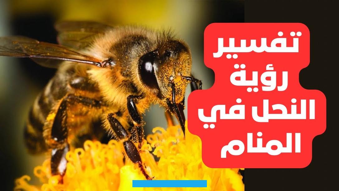 مكروهاً على ظاهر صورتها. وكان ذلك محتملاً فوقعت بتقدير الله تعالى.المحتوياتتفسير حلم هجوم النحل في المنام لابن سيرينهجوم النحل في المنام يدل على.