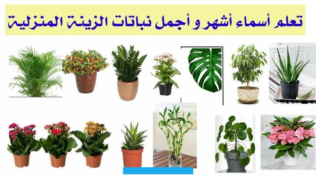حيث تبقى متجذرة داخل التربة وثابتة عن طريق الجذور.