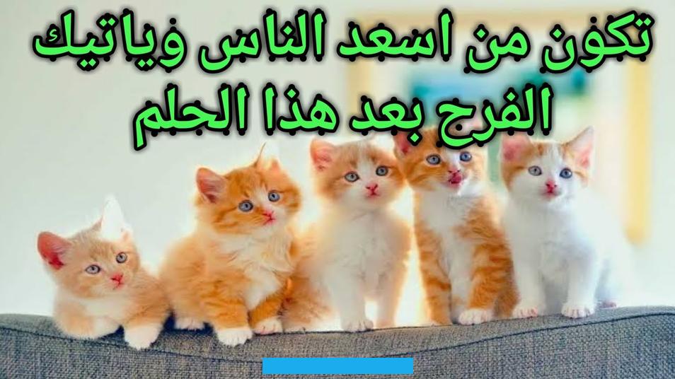 المنزل فسوف تتمكن من التخلص من المزيفين والمنافقين الذين يتصنعون محبتها ويضمرون لها الشر نهائيا حتى لا تقع في المتاعب.لو. رأت المرأة المتزوجة أنها تقوم بطرد القطط من المنزل في المنام فسوف يبدل الله حالها من الفقر والكرب إلى الرخاء والثراء.