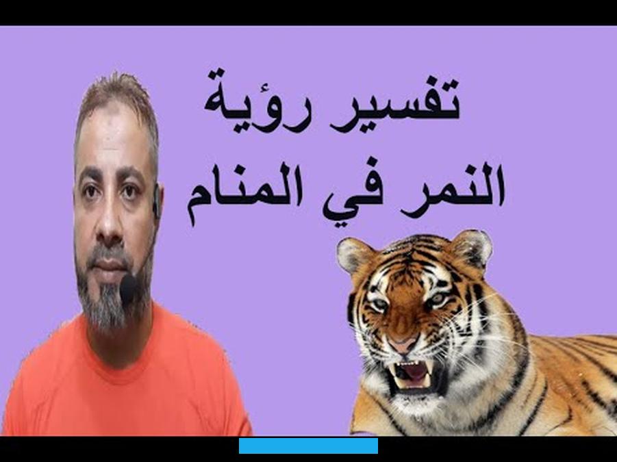 تفسير حلم النمر للعزباء،من المعروف أن النمر من الحيوانات المفترسة. لذا تعد رؤيته مُخيفة للجميع فعند رؤية العزباء النمر في منامها ينتابها شعور مُخيف حول مستقبلها وتقلق كثيرًا حيال القادم. ولكن هل تدل الرؤية عن معانٍ مُخيفة بالفعل. أم أن هناك معنى آخر.