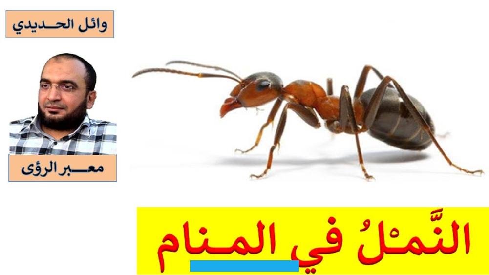 فتلك الرؤية تشير إلى قدوم الخير والرزق الواسع.ثم مشاهدة نملة كبيرة في منام الشخص المريض. يدل على تدهور حالته الصحية وربما يشير إلى الموت والله أعلم.رؤية النمل الكبير والصغير لابن سيرينيفسر ابن سيرين أنه إذا. رأى الشخص في منامه نمل كثير في منزله فقد تدل هذه الرؤية على حصول الرائي الكثير من الخير والرزق والمال القادم له.