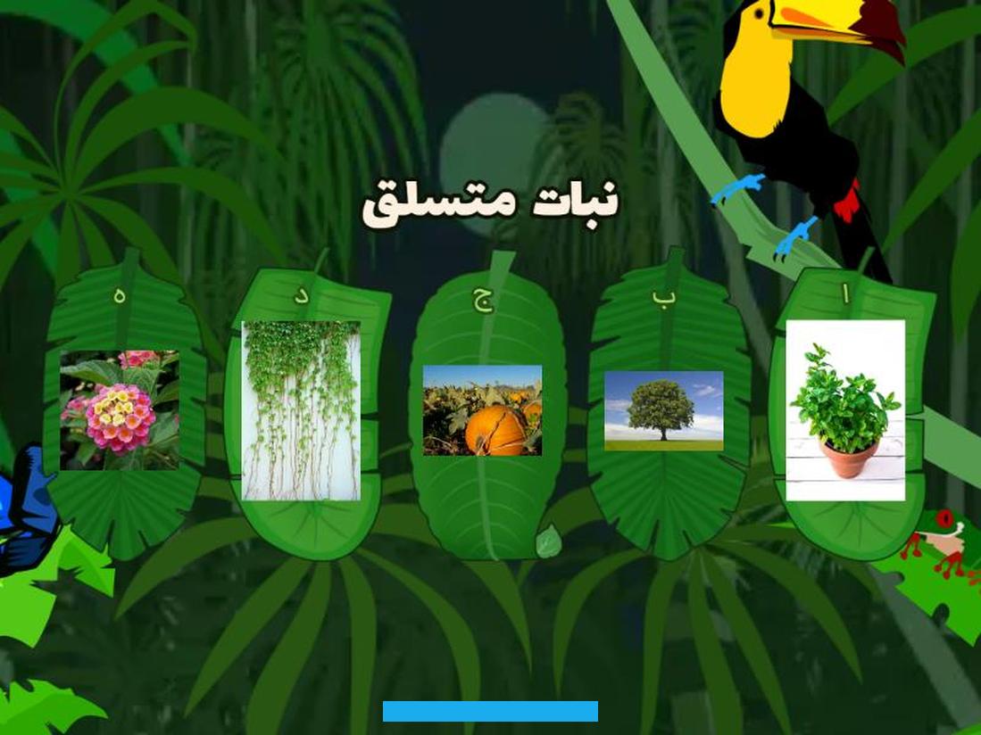 كما يزهر أزهارًا أرجوانية اللون