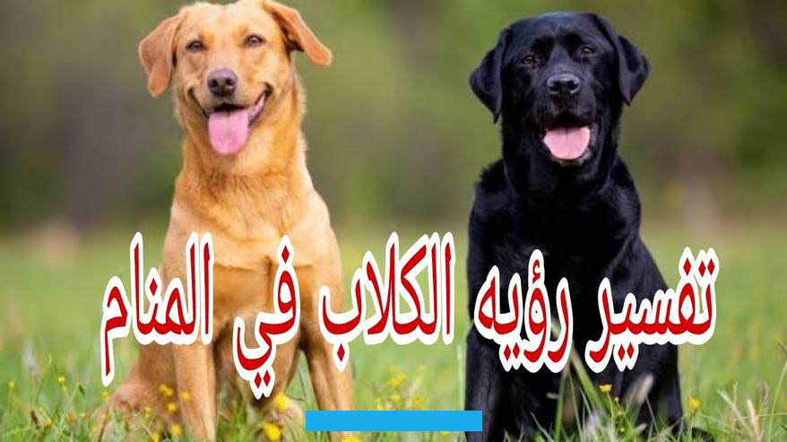 والابتعاد عن الهموم والقلق بشأن بعض الأمور التي تفكر فيها كثيراً. وقد تكون عاجزاً عن حلها.أما إذا رأيت الحيوانات الكبيرة والمخيفة. فلا تكون بشارة خير بل تؤكد على وقوع الأحداث العصيبة.