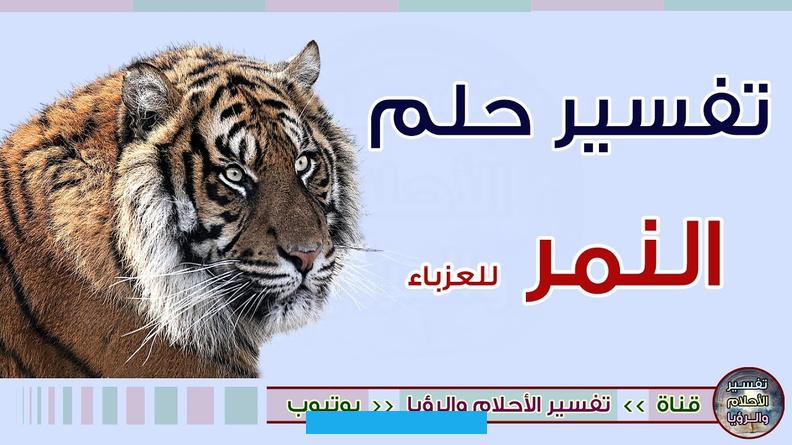 فقد توميء الرؤية بأنه سيتعامل مع رجل مؤذي إما في مكان العمل أو في أي مكان آخر. وعليه بالحذر منه قدر المستطاع.يقول ابن سيرين. أن تفسير النمر في الحلم هو دليل على قوة وشجاعة الرائي ولكن على حسب الحالة التي كان عليها النمر.