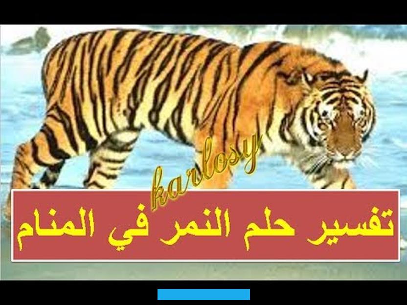 تفسير رؤية النمر الاسود في المنام واهم دلالاته لابن سيرين. هناك بعض الأحلام المخيفة التي يراها الإنسان في المنام. وهذه الأحلام طبيعية لإثارة الخوف والرعب في النفس البشرية. وبعضها يمكن أن يتسبب أيضًا في إصابة الإنسان بالرعب والذعر.