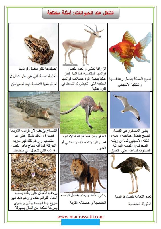 وقد تختلف في شكلها وبيئتها التي تعيش بها.