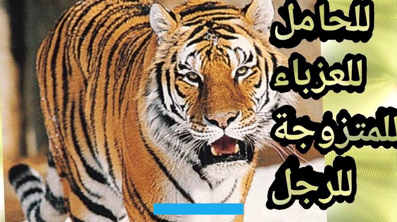 ولذا من الأفضل لها أن تبدأ في الانتباه لما تقوم به وتفعله حتى لا تقع في شره.رؤية الأسد في الحلم إشارة إلى وجود شخص خائن. في حياة الفتاة وعليها أن تحترس من الأشخاص من حولها.