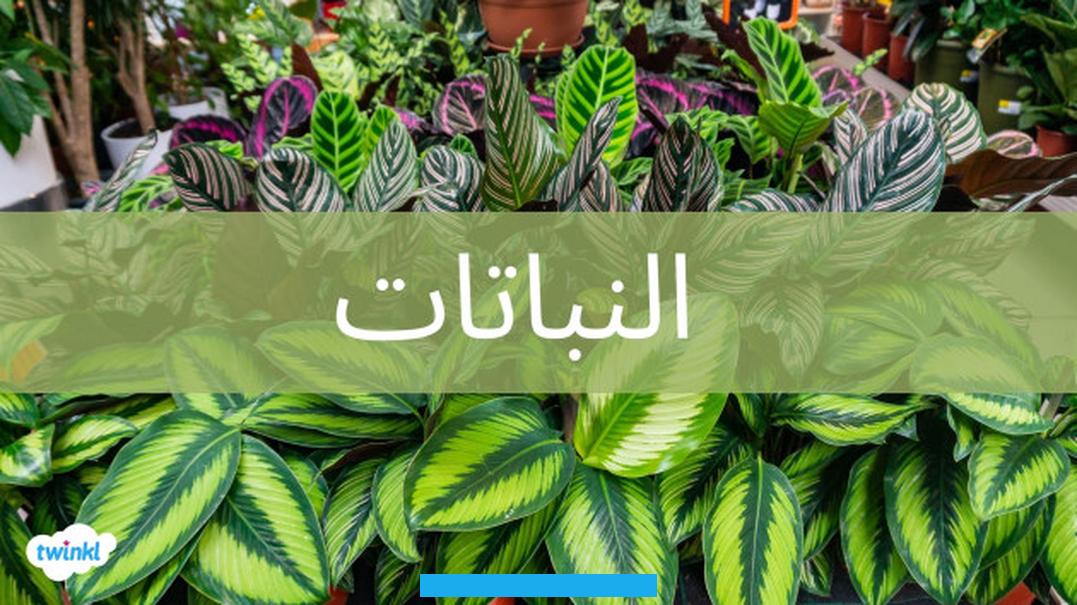 وتمتلك سيقانًا صلبة ومن الأمثلة عليها؛ إكليل الجبل. والريحان والكرز.الأشجار:تُعد هذه النباتات من أكبر الأنواع. إذ تمتلك سيقانًا صلبة جدًا تُسمى بالجذوع. والتي تحتوي على أفرع تحمل الثمار والأوراق.