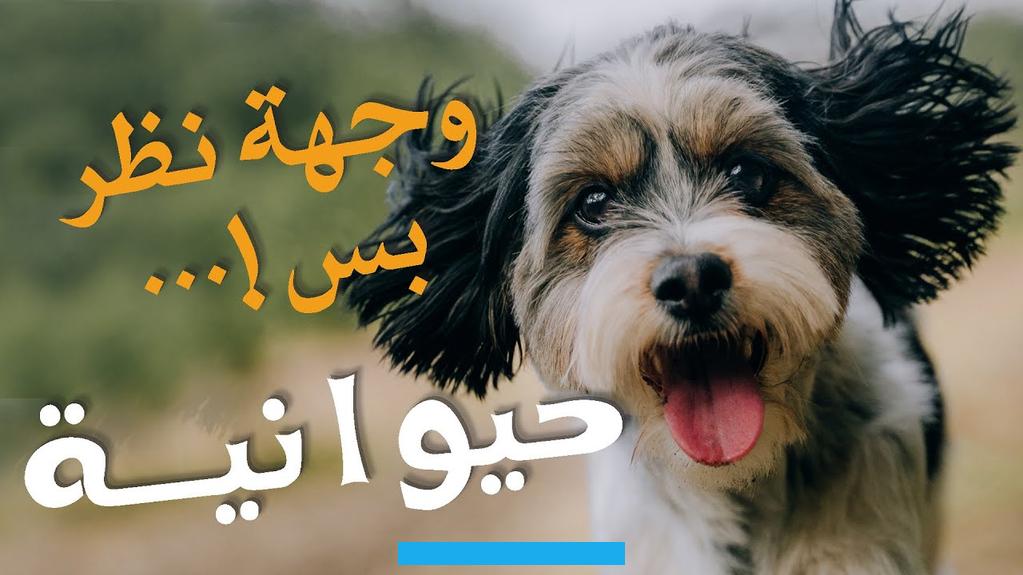 القطة المفترسة يؤول إلى وجود عدو ماكر يحيط بها في حياتها وعليها بتوخي الحذر.وحين يشاهد الحالم في المنام بول الحيوانات.