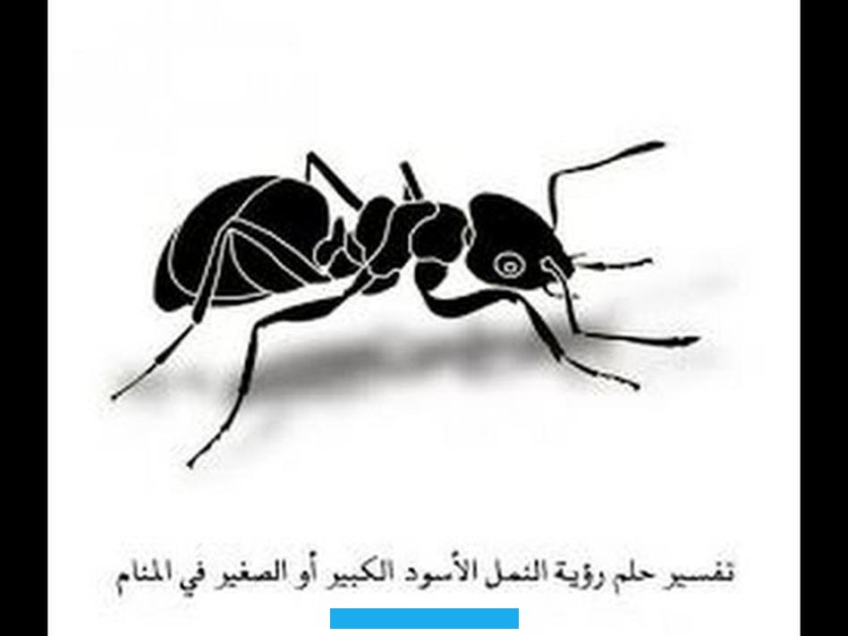 وبشكل عام فإن رؤية النمل بكثرة في المنام قد توحي بوصول أخبار سارة وأحداث مفرحة.تفسير حلم النمل الاسود في المنام. للعزباءعند رؤية النمل الأسود في منام الفتاة العزباء.